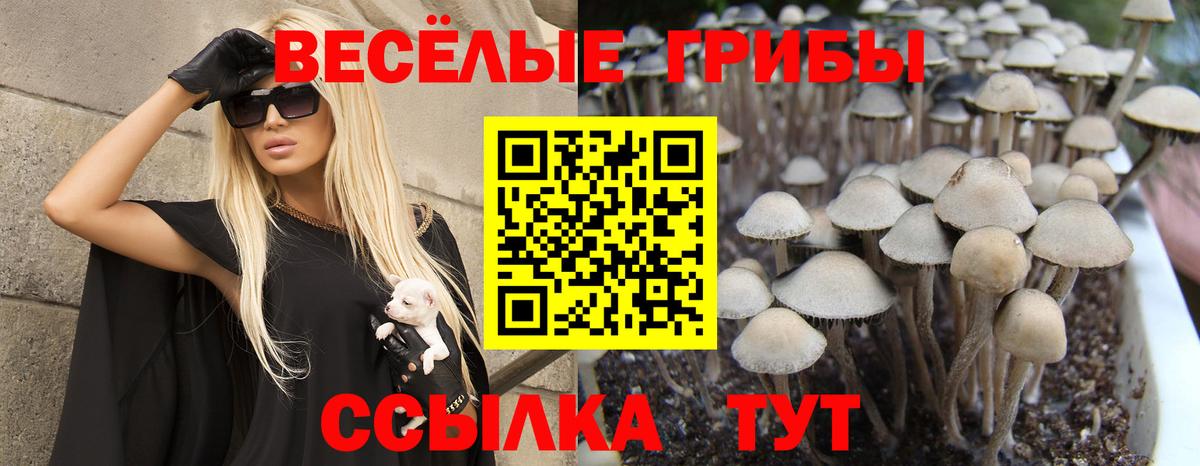Долгопрудный  Галлюциногенные грибы GOLDEN TEACHER  где можно купить наркотик  Вход с VPN 